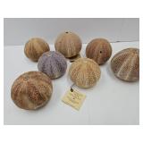Lot Of Sea Urchins Pomander