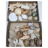 Nice Lot of Seashells