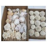 Nice Lot of Seashells & Corals