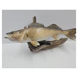 Driftwood Mounted 7 LBS 12 OZ  Fish Taxidermy 27"