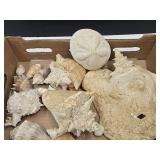 Seashells, Conch, Sand Dollar +
