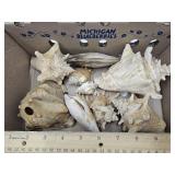 Large Lot of Seashell Conch, Clam +