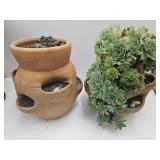 2 Pots w Hens & Chickens Use for Strawberries too!