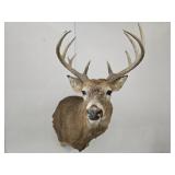 Deer Head  Taxidermy Mount 10 Point+ Buck