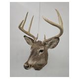 Deer Head  Taxidermy Mount 8 Point  Buck