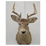 Deer Head Taxidermy Mount 8 Point Buck