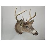 Deer Head Taxidermy Mount