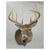 Deer Head Taxidermy Mount 8 Point Buck