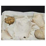 Collection Of Shells & Stones 2 Conch Shells