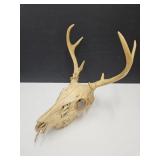 Deer Antlers with Skull See Size