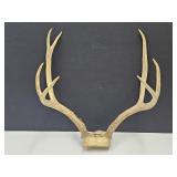 7 Point Deer Antlers 14.5" W