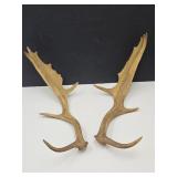 Nice Moose Antlers 19" Long