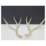 Pair Of Deer Antlers 13.5" Long