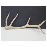 Large 25" Long Elk Antler