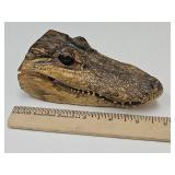 Small Alligator Head 5.5" Long