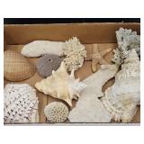 Lot Of Conch Shells, Sea Urchin & Ramose Murex +
