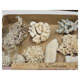 Lot Of Ocean Coral