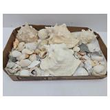 Seashells - Cockles, Murex, Clam & More