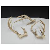 Antler Lot Up to  12" long