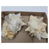 Conch Shells see condition