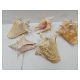 Lot Of Conch Shells