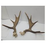 Large Moose Antler Horns See Size