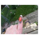 Beautiful Native American Sterling & Coral Ring