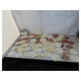 Large Lot of Sea Shells (1= Red Abalone Shell)