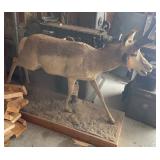 full prong horn mount