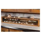 A 20TH C. COUNTERTOP SHOWCASE FILLED W/ SEASHELLS