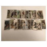 Early Tobacco Card Birds Lot