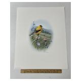 American Goldfinch By Ronald Louque Signed & Numbe