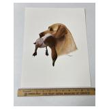 Hunting Golden Lab With Mallard Duck By Louis Fris