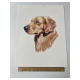 Golden Retriever By Roger Cruwys