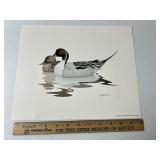 Pintail Duck Pair By Richard Sloan