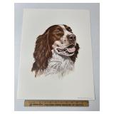 English Springer Spaniel By Roger Cruwys