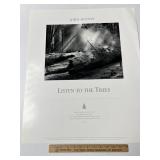 Listen To The Trees By John Sexton