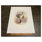Fred J. Boyer Wood Duck Signed Numbered Print 1383