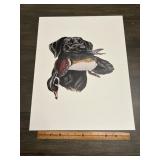 Crum Black Labrador Retriever With Wood Duck Sport