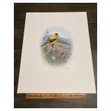 Fred J. Boyer Goldfinch Signed Numbered Wildlife P