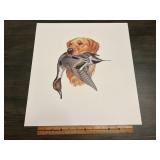 Golden Retriever With Pintail Duck Sporting Dog Pr