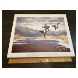 Maass Canvasback Ducks Waterfowl Print
