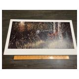 Black Bear Forest Wildlife Print