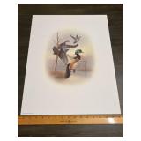 Fred J. Boyer Wood Duck Signed Numbered Print 1383