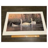 Scott Zoellick "Tranquil Waters" Trumpeter Swan Pr