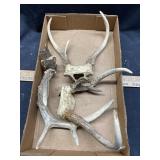 Deer Horns