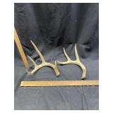 Deer Antlers