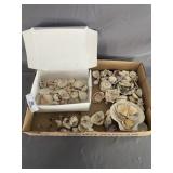 Large Flat of Sea Shells