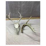 European Mount Antler & Other Shed