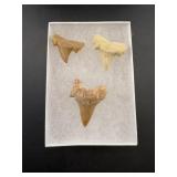 Lot Of 3 Extinct Fossilized Shark Teeth From Moroc